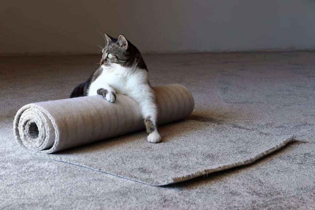 Cat Chooses A New Carpet